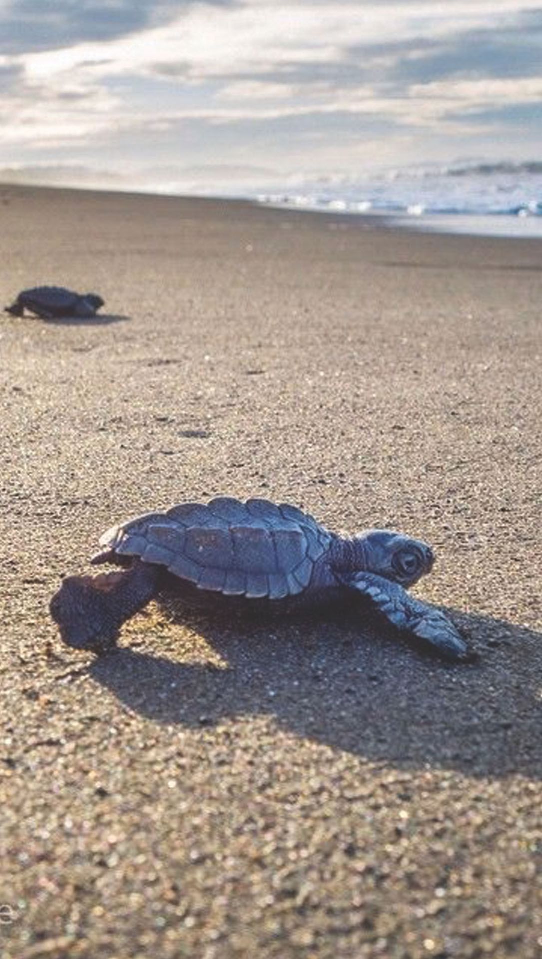 ostional turtle nestling tour