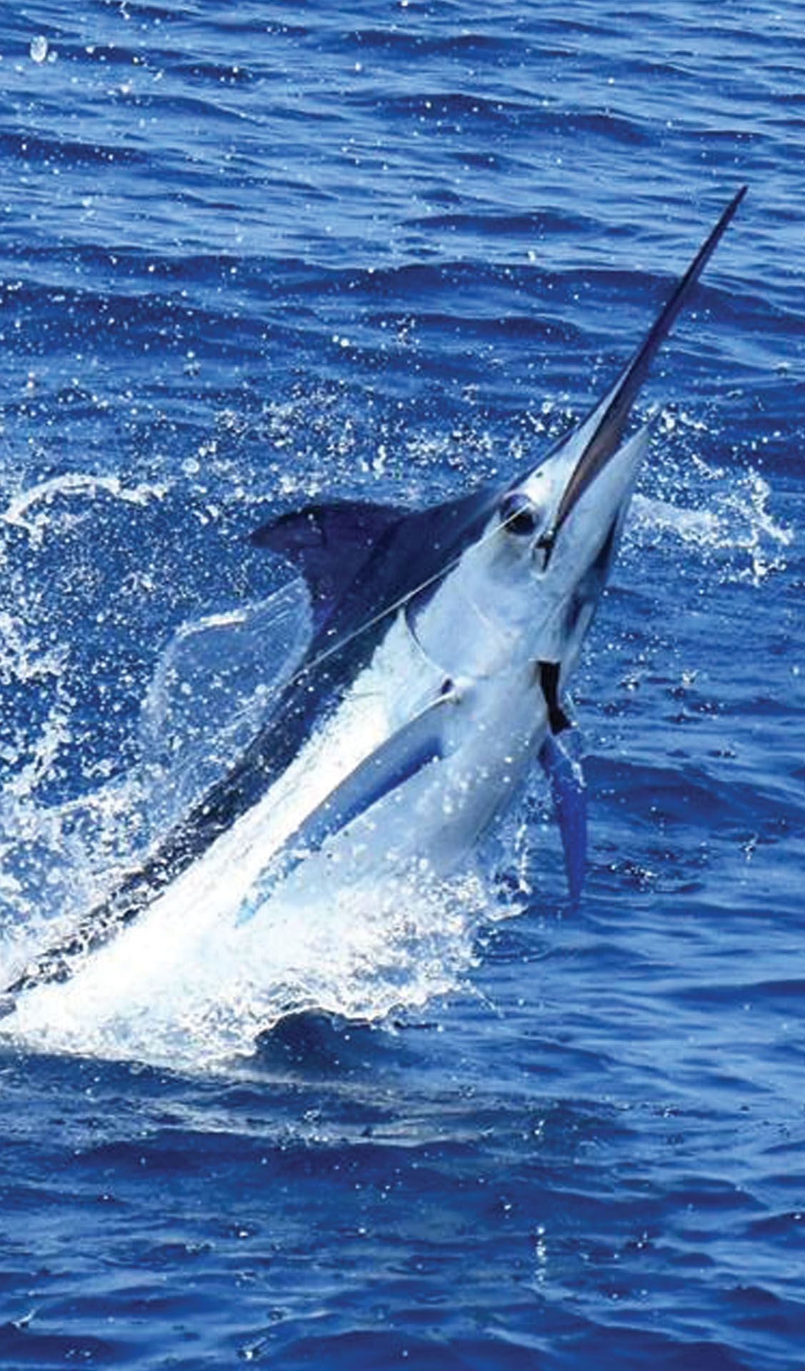 sport fishing